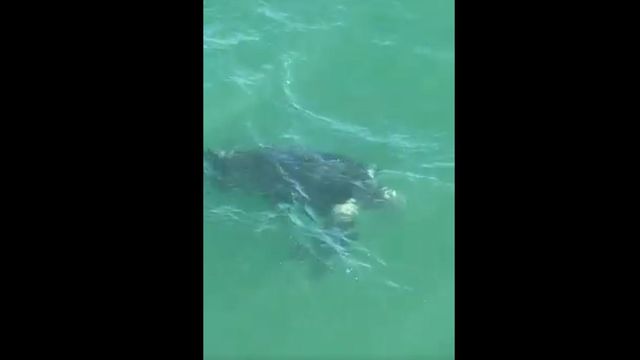 Leatherback sea turtle spotted off the coast of Ocean Isle Beach