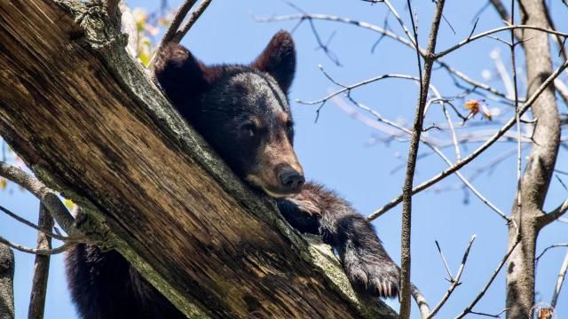 Pretty in Pink photography: Orphan bear at Pungo National Wildlife Refuge