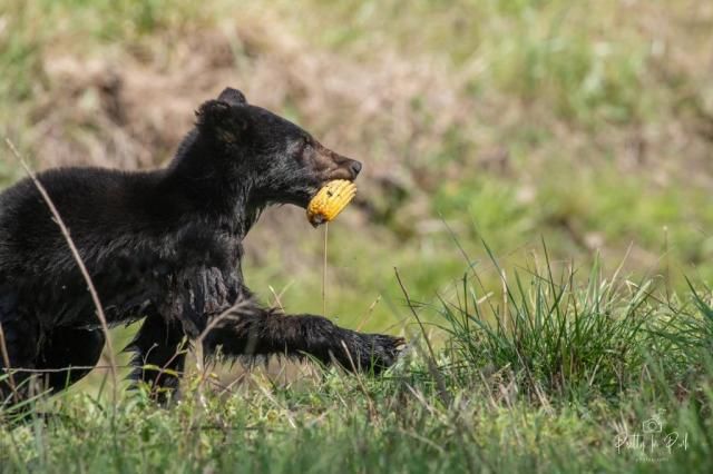 Pretty in Pink photography: Orphan bear at Pungo National Wildlife Refuge