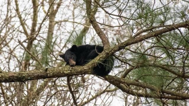 Pretty in Pink photography: Orphan bear at Pungo National Wildlife Refuge
