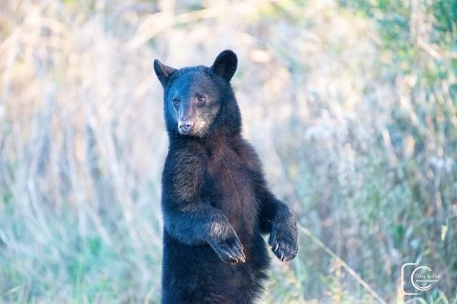 Pretty in Pink photography: Orphan bear at Pungo National Wildlife Refuge