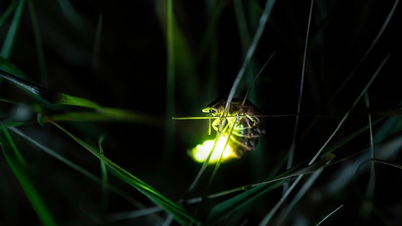 Fireflies don't respond well to light pollution. They're not alone.