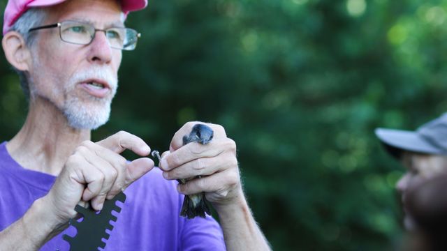 Protecting the Purple Martins: What NC researchers are doing to keep these unique birds safe