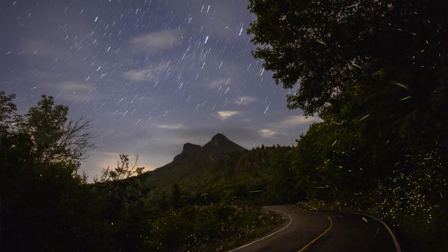 Grandfather Mountain hosts 'spectacular' firefly show 