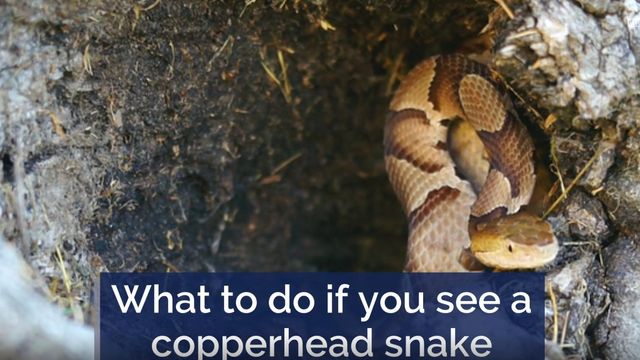 What to do if you see a copperhead snake