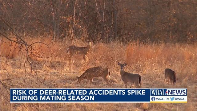 Risk of deer-related crashes spike during mating season