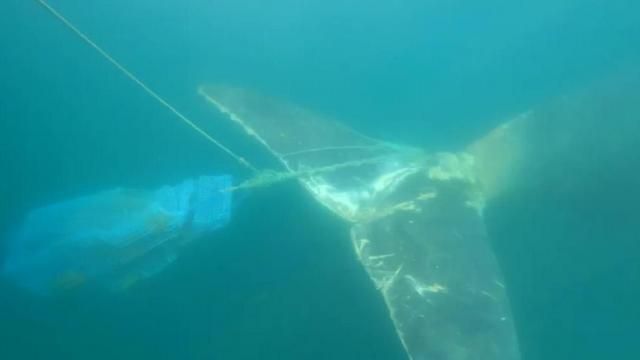 Massive rescue mission saves whale caught in fishing rope