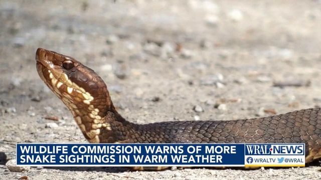 Snake sightings making a comeback for the summer