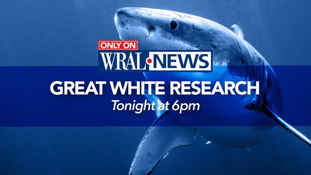 Great white sharks as long as 9 feet being caught off NC shoreline