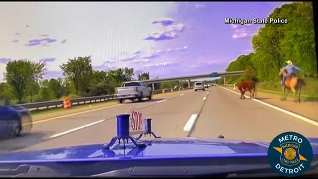 Cowboy, police chase cow on the loose along Michigan highway