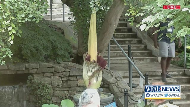 Smelly NC State corpse flower growing on plant lovers