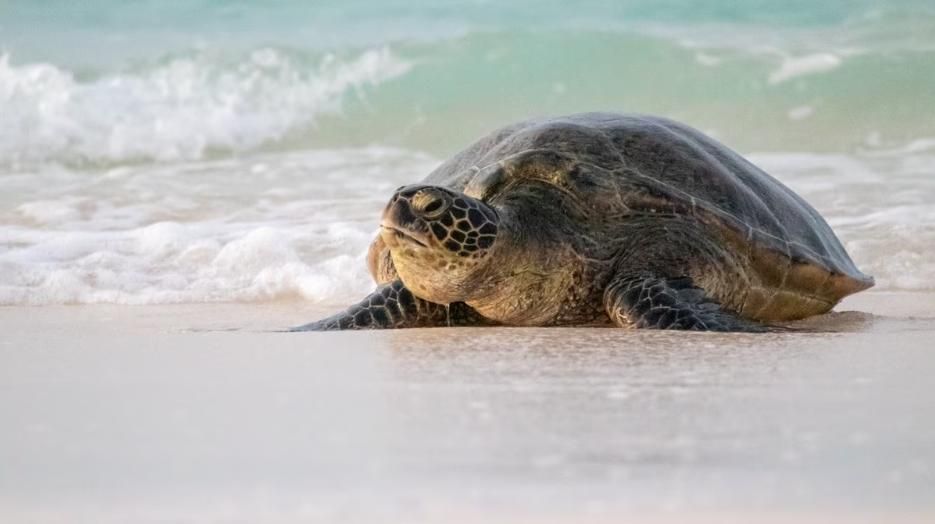 Sea turtle lays over 100 eggs Wednesday near Myrtle Beach