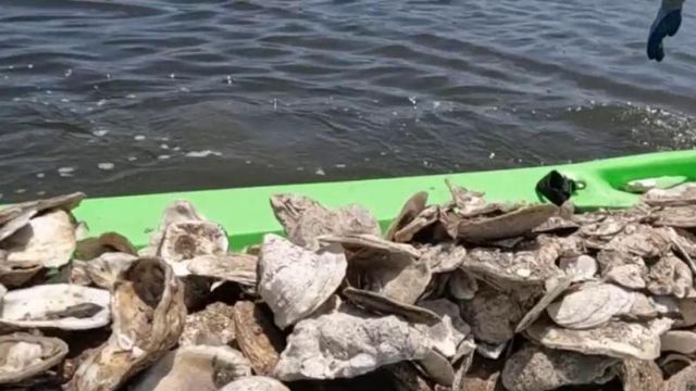 Volunteers use oyster shells to build patch reefs, generating new oysters