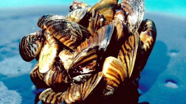 UPDATE to Consumer Alert: Aquarium Moss Balls May Contain Invasive Zebra  Mussels - N.C. Wildlife Resources Commission