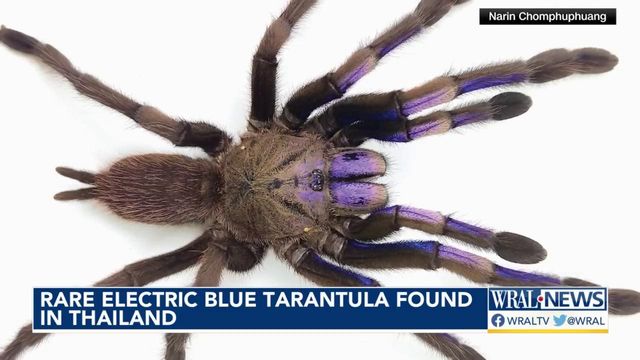 Rare electric blue tarantula discovered in Thailand
