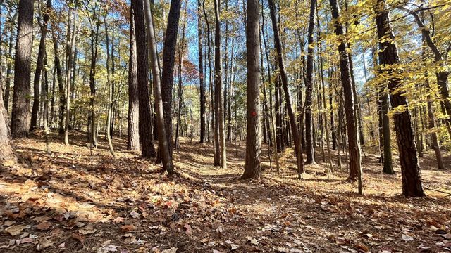 Explore Umstead State Park trails