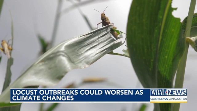Locust outbreaks could worsen with climate change