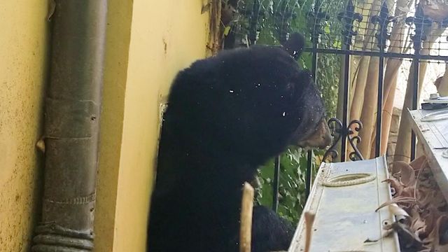 On cam: Black bear crawls out of NC family's vent