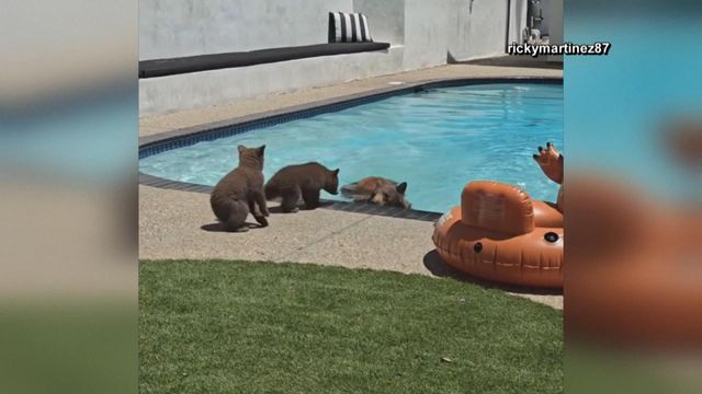 Caught on cam: Bear goes for swim with cubs in California pool