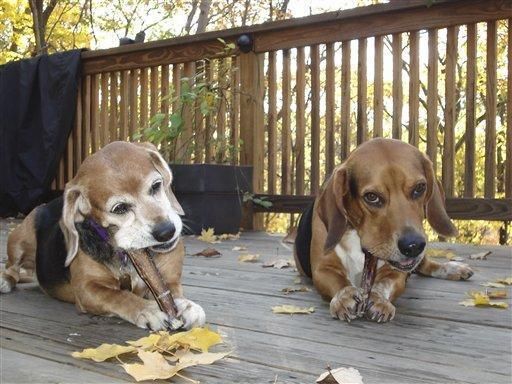 Pets_Creature_Gifts