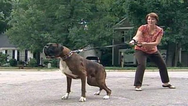 'Bad Dog Challenge' takes on leash puller
