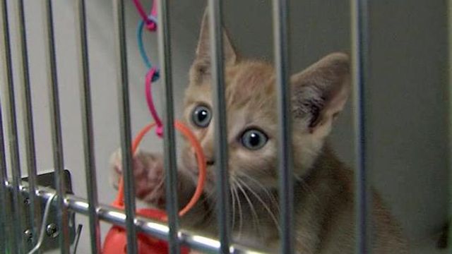 Wake County animal shelter expands 