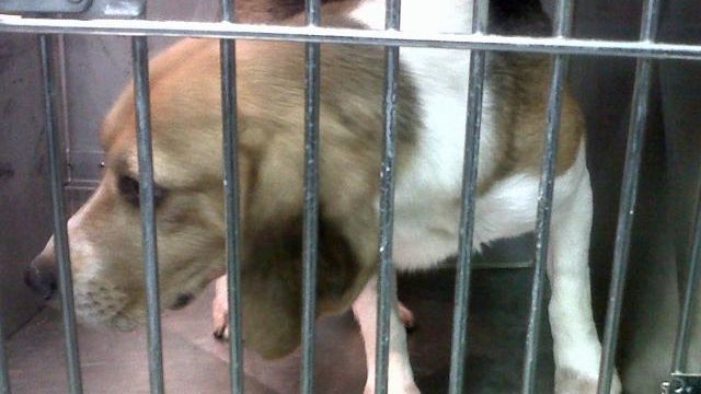 Rescued dogs will be available for adoption