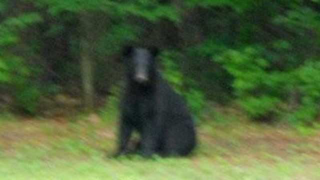 Viewer video of Garner bear