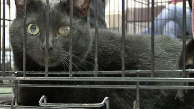Black Cat Friday features overlooked kitties