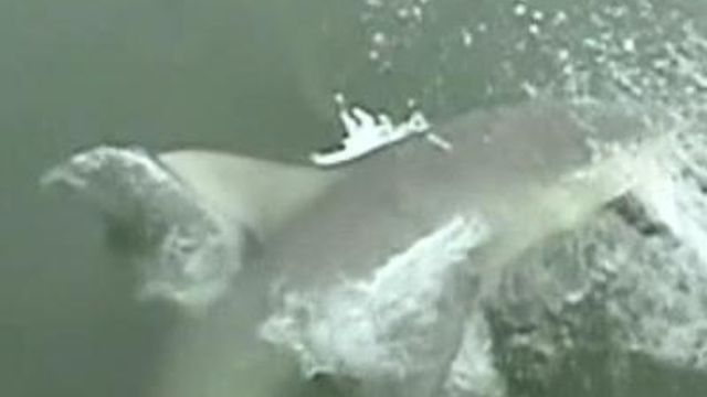 Bull shark surprises Raleigh couple fishing in SC