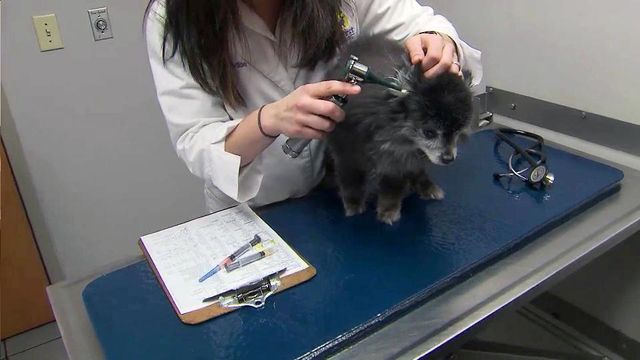 Fight 'super fleas' with consistent treatment, vets say