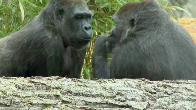 NC Zoo readies for third gorilla birth 