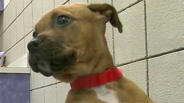 Wake SPCA switching out dogs for adoption