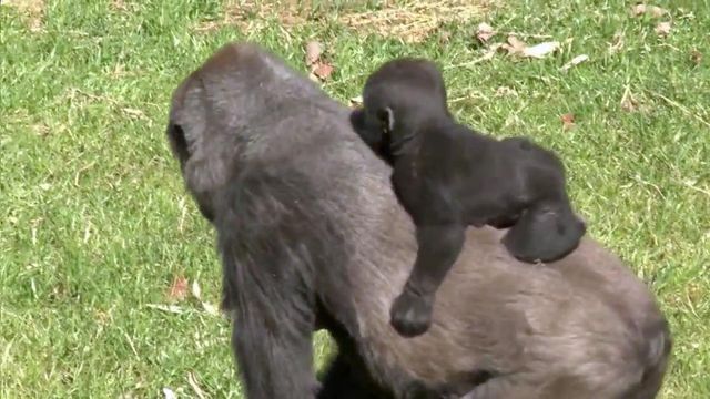 NC Zoo celebrates great apes