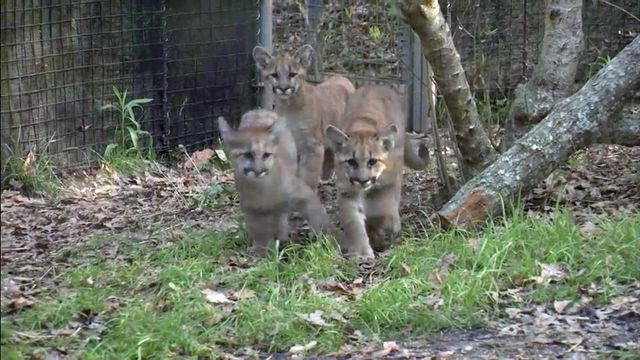 Zoo Files: Cougar kittens create big buzz