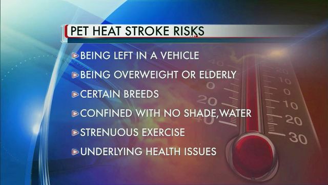 Summertime heat a major threat to pets