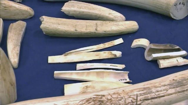 NC Zoo plans ivory burning event to raise awareness