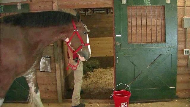 Raleigh readies for 'horse royalty'