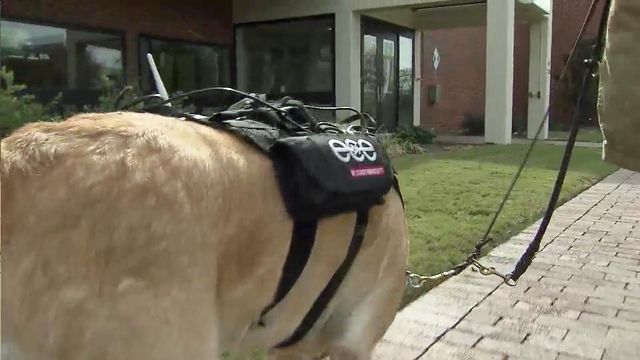 Harness gives dog owner biofeedback