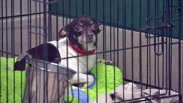 More people adopting from shelters, but many pets still need help