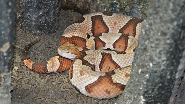 Venomous snakes of North Carolina