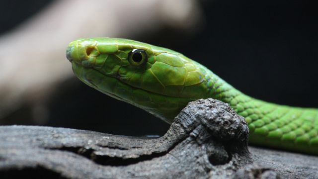 SC zoo called in to help Raleigh snakebite victim