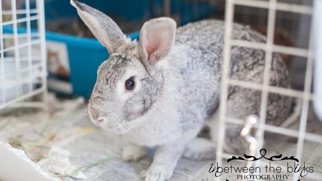 Think before getting rabbits as pets, animal advocates say