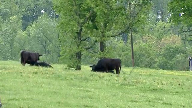 SBI investigating missing cattle in Alamance County