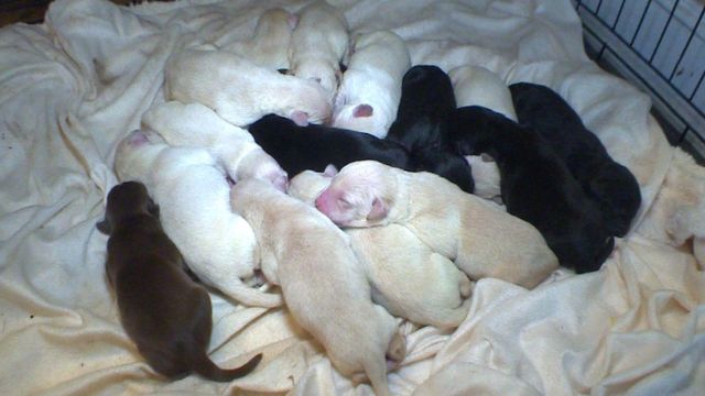 Lab delivers record litter