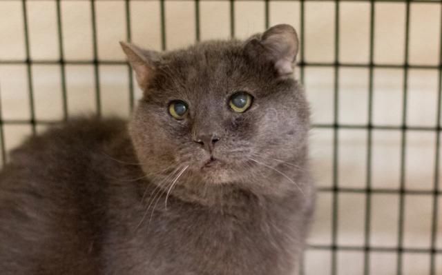Clear the Shelters