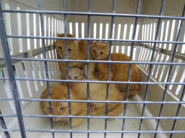 Clear the Shelters