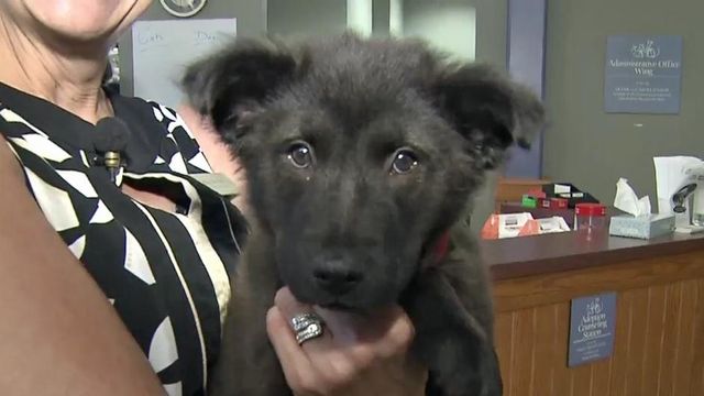 SPCA of Wake County gears up for Clear the Shelters