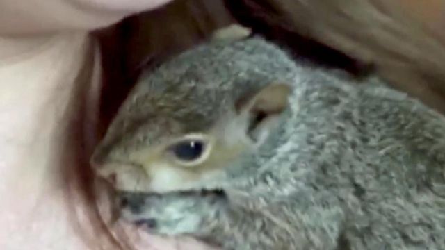 Stowaway squirrel finds new home at rehab center  