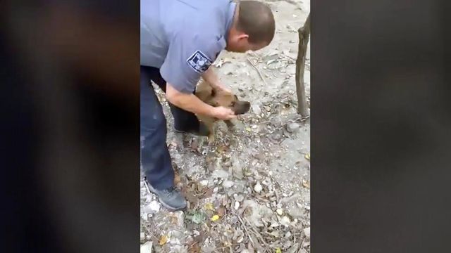 100 dogs found in Georgia woods